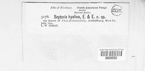 Septoria hyalina image
